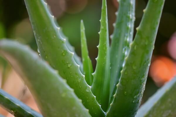 aloe-vera